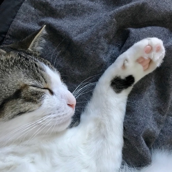 Meet your Posher, Kelsey - Picture 1 of 1